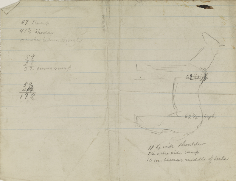 Horse Sketch with Measurements