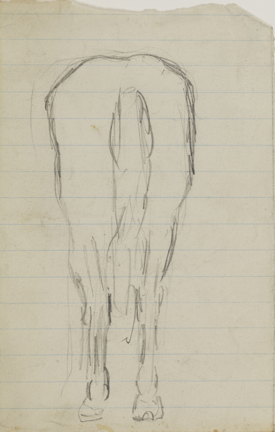Horse: Rear View