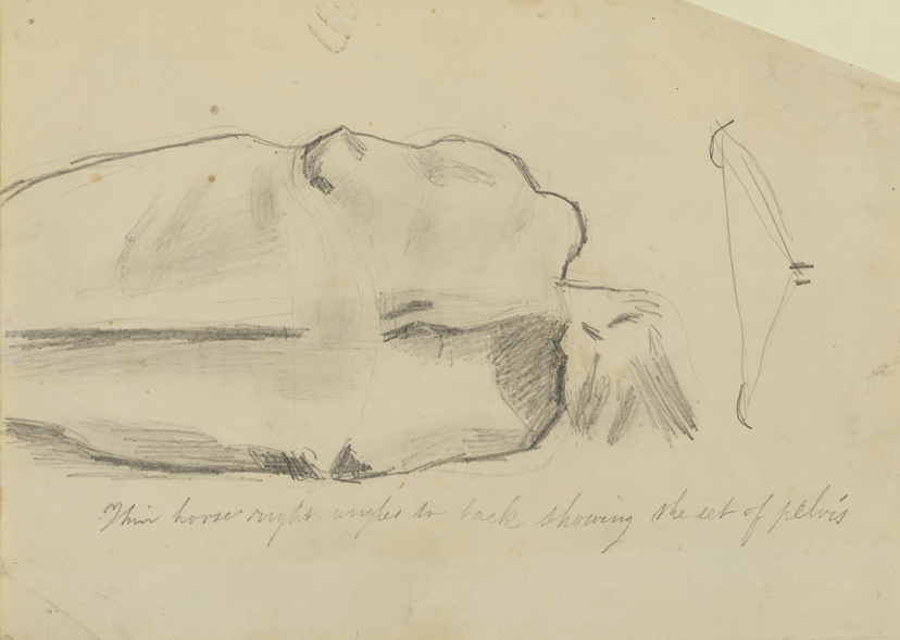 Horse: TopView of Hindquarters