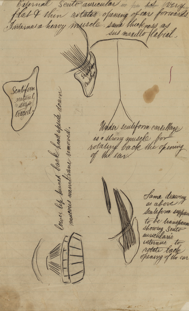 Dissection Studies: Unidentified Animal (Muscles and Cartilage of the Ear)