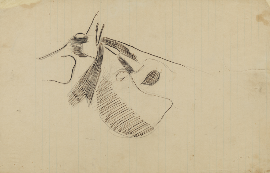 Dissection Study: Unidentified Animal (Insertion of Muscle or Fascia at Joint)