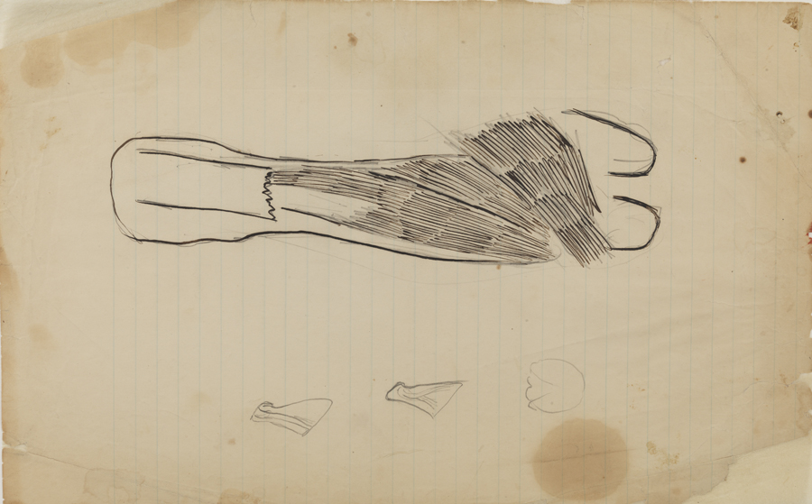 Dissection Study: Unidentified Animal (Muscle Insertion)