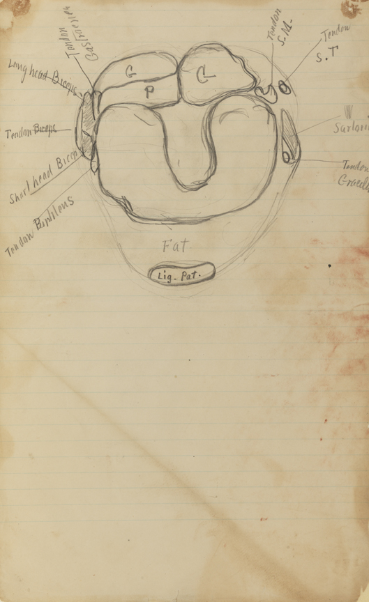 Dissection Study: Human (Cross-section Below Knee, Right  Leg)