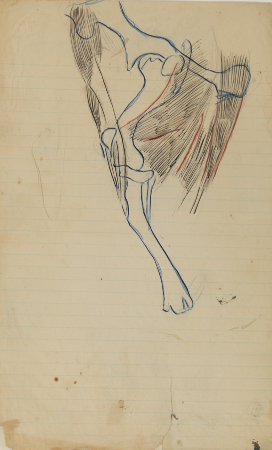 Dissection Study: Unidentified Mammal (Muscles of the Hind Leg and Pelvis)