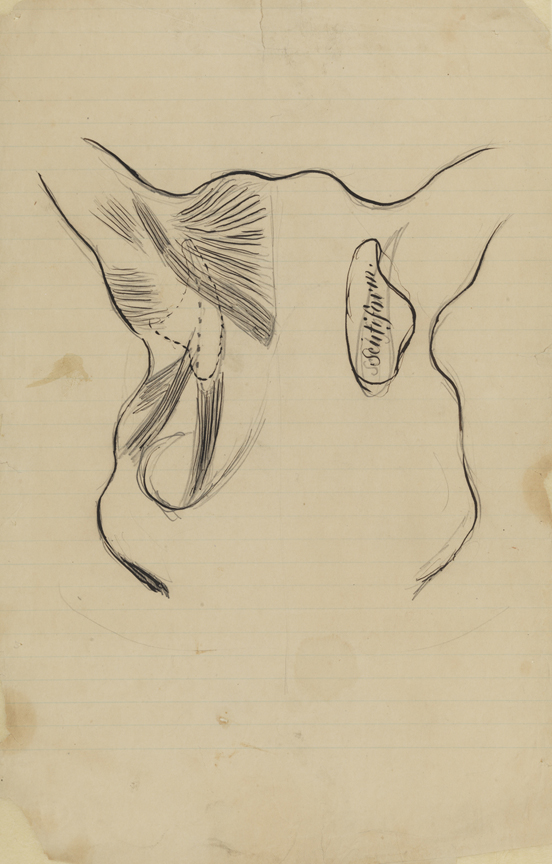 Dissection Study: Unidentified Animal (Muscles of the Ear)