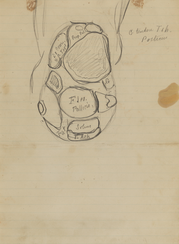 Dissection Study: Human (Cross-section of Left Leg above Ankle)