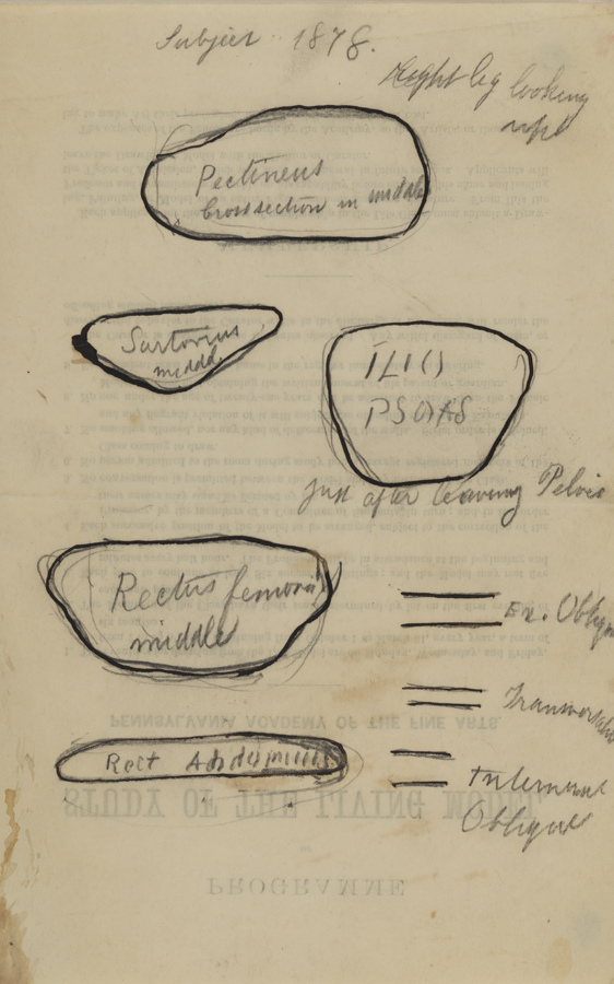 Dissection Study: Human (Cross-section of Muscles of the Right Leg)