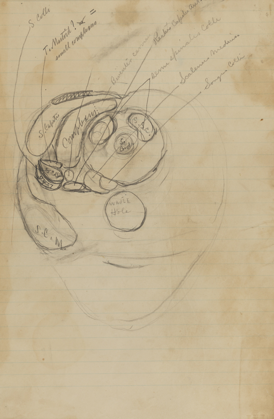 Dissection Study: Human (Cross-section of the Neck)