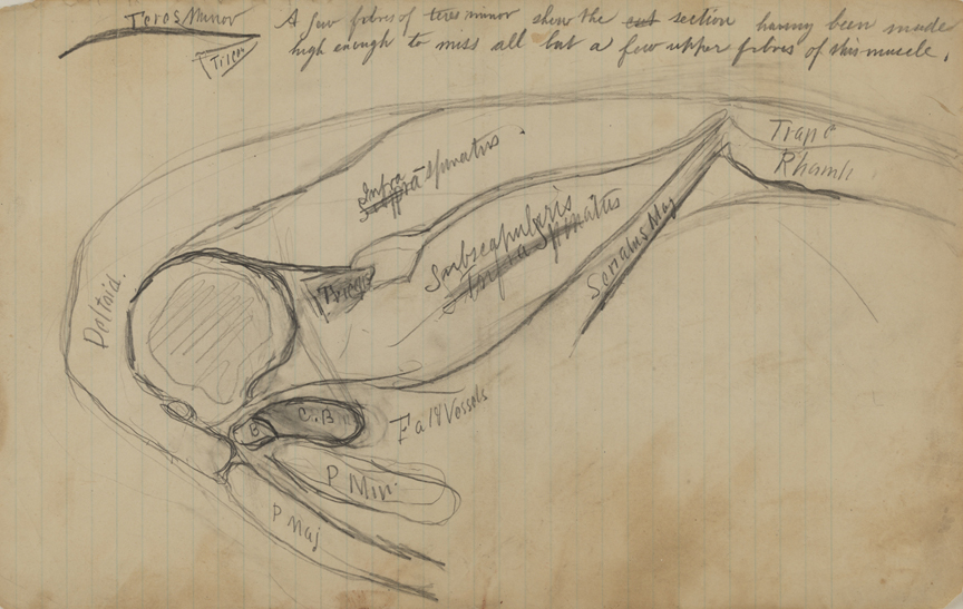 Dissection Study: Human (Cross-section Through Thorax, Shoulder and Upper Arm)