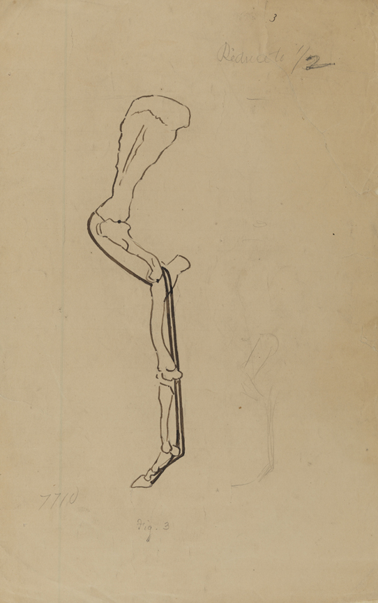 Differential Action: Fig. 3 (Bone Structure of Horse's Front Leg)