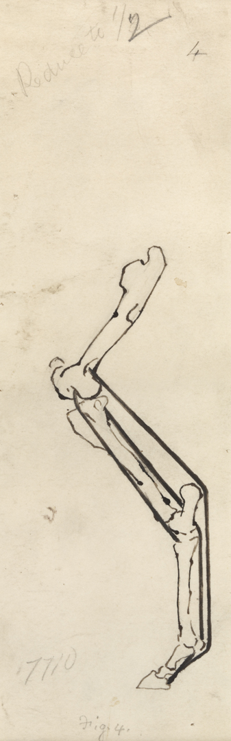 Differential Action: Fig. 4 (Bone Structure of Horse's Hind Leg)