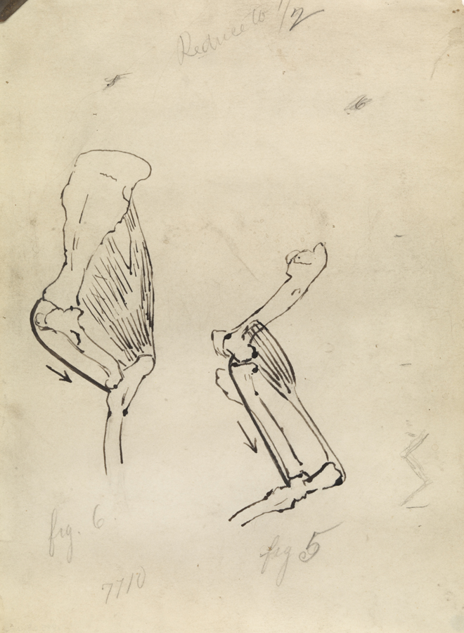 Differential Action: Fig. 5 and Fig. 6 (Tendon Crossing the Knee Joint of the Horse; The Arm of the Horse)