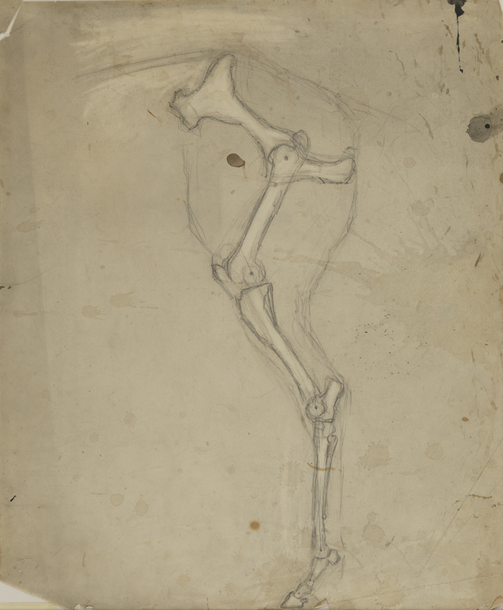 Differential Action: Study of Skeletal Structure of Horse's Hind Leg and Pelvis