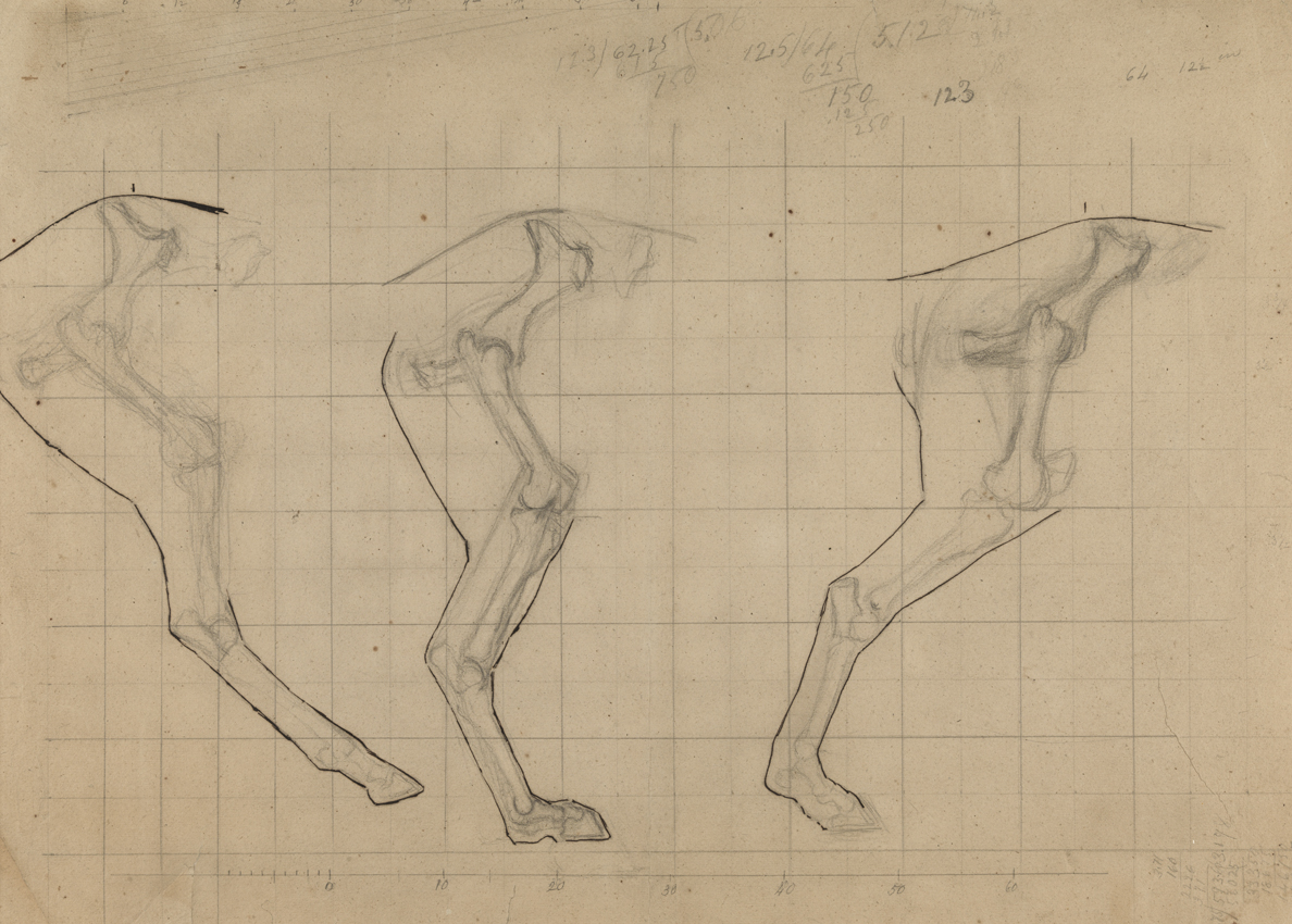Motion Study: Hind Leg of Horse in Three Phases of Gallop