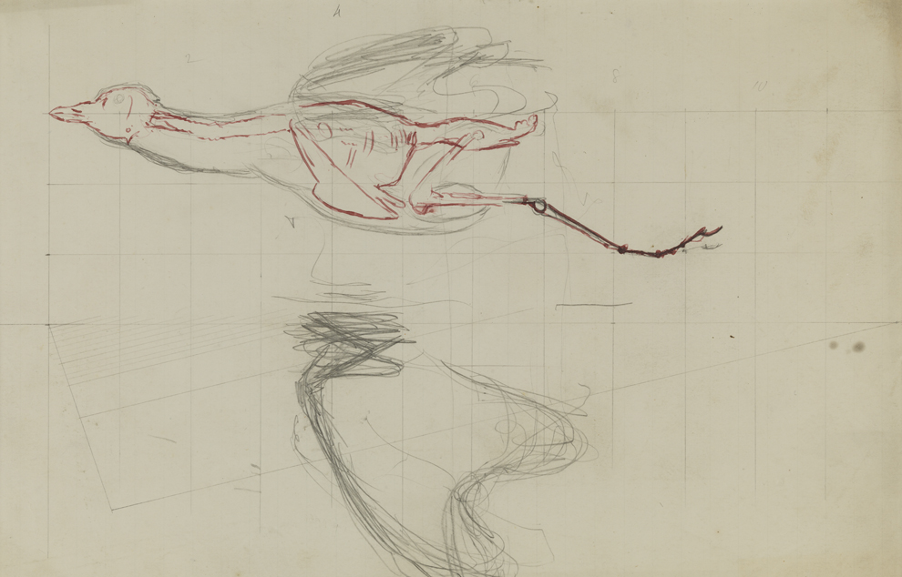 Bird in Flight: Anatomical Study, Cross-section