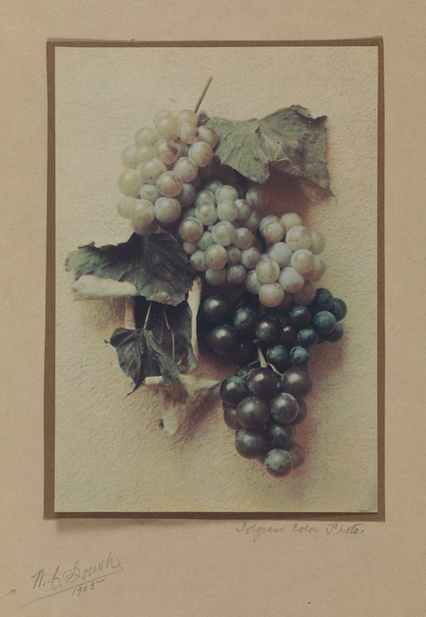 [Grapes]