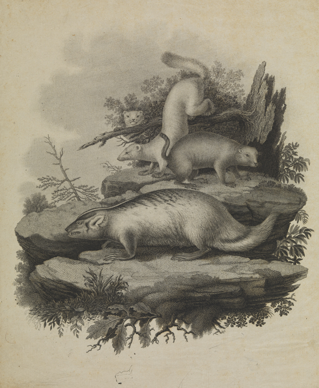 [Badger and three other animals]