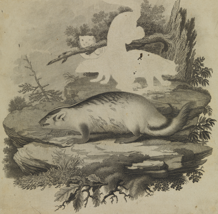 [Badger and three other animals]