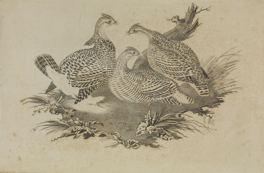 [Pinnated grouse]