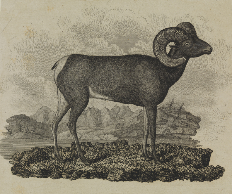 [Big horned sheep]