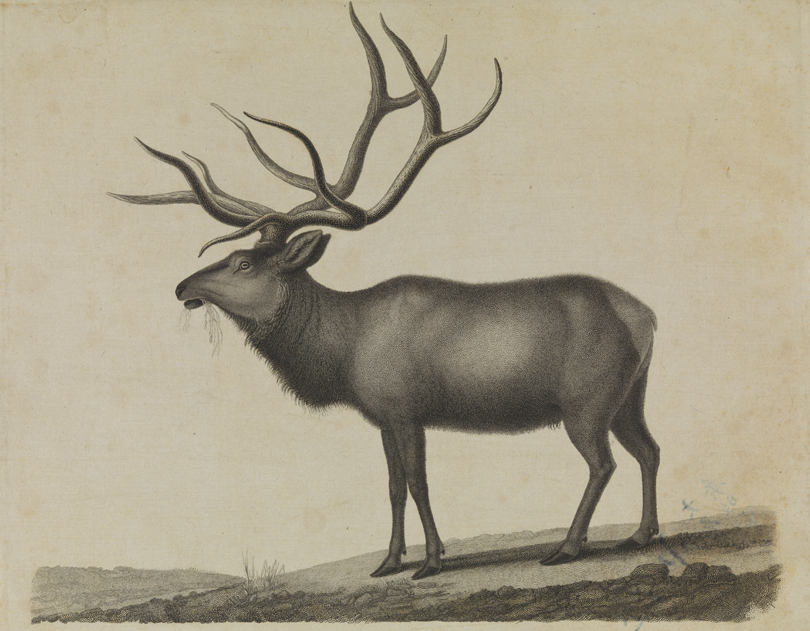 The Great American Elk