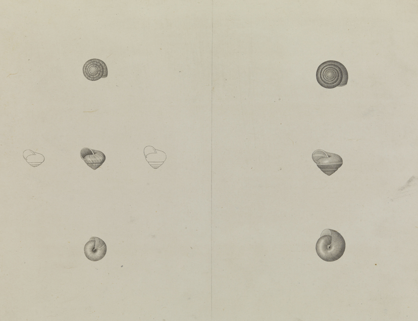 [Views of a periwinkle-type shell]