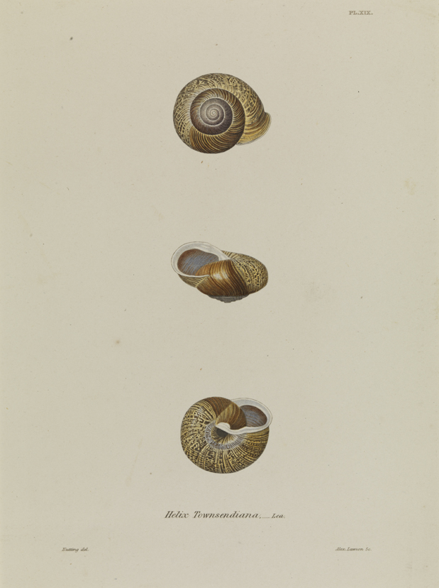 Helix Townsendiana