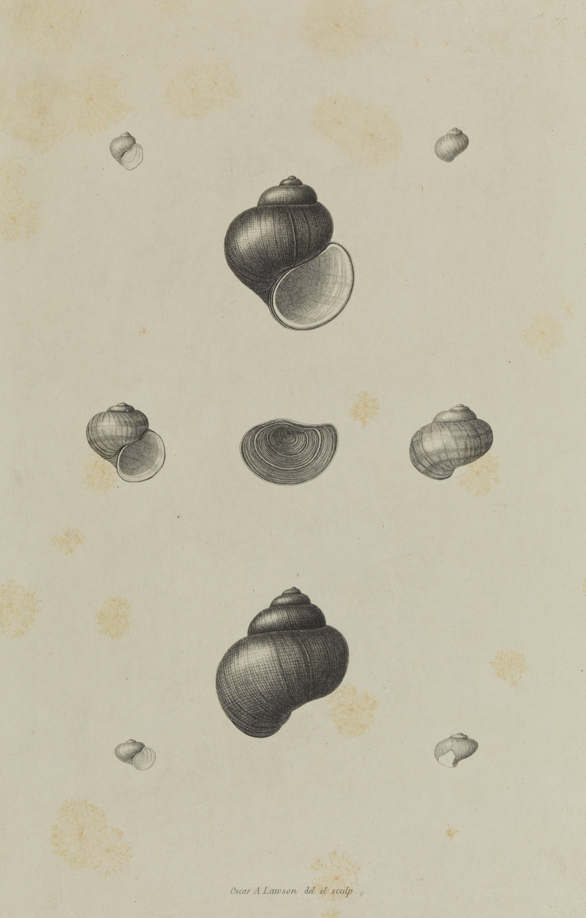 [Periwinkle-type shells]