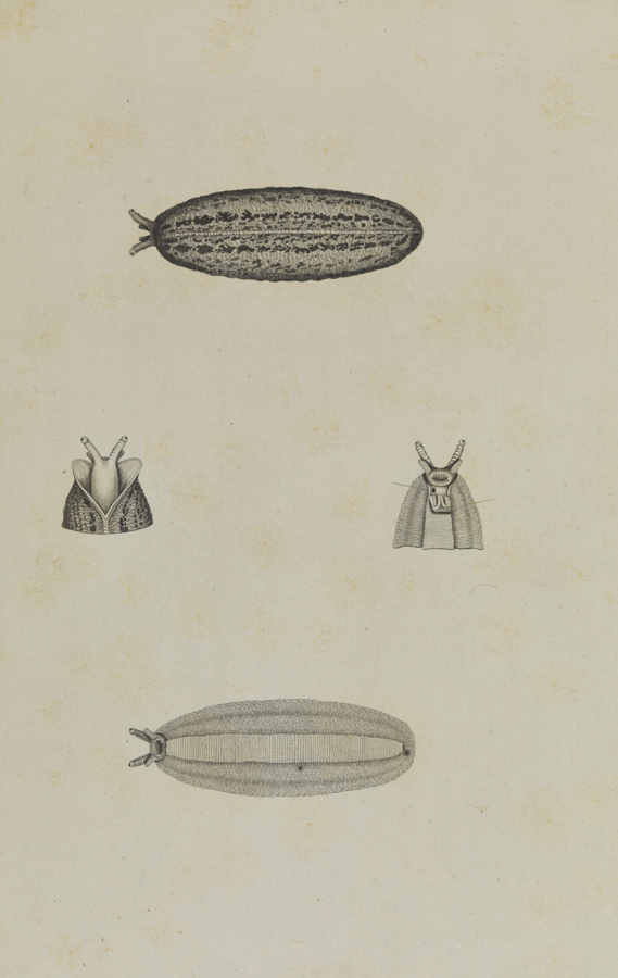 [Vapinula: Ventral and dorsal aspect]