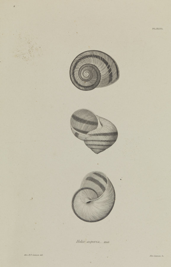 Helix Aspersa
