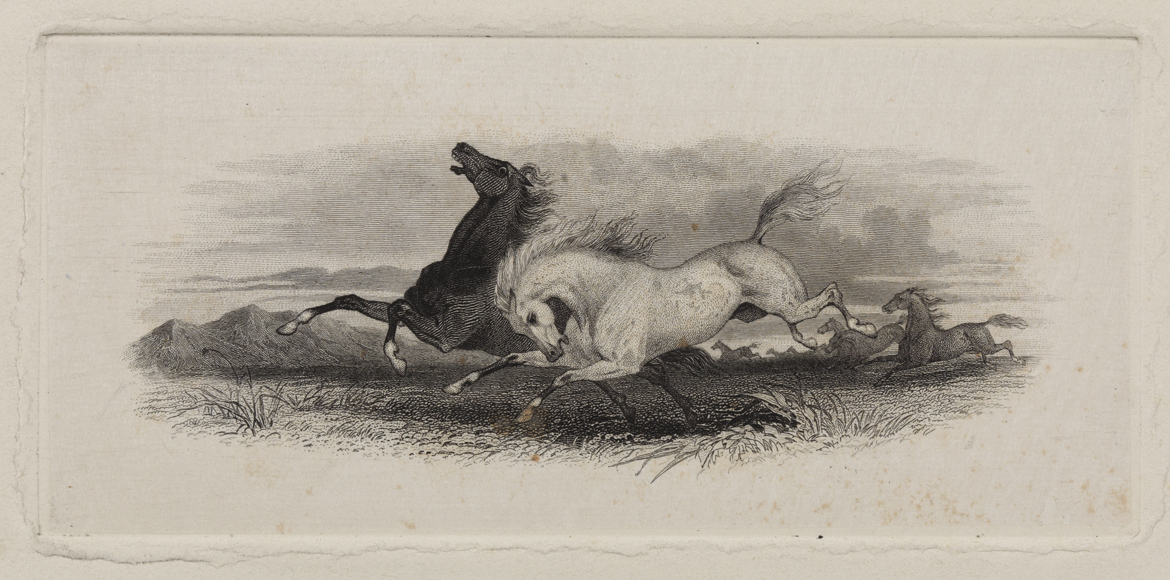 [Horses galloping through field]