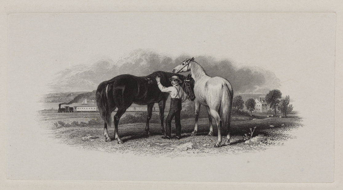 [Boy with two horses in a field]