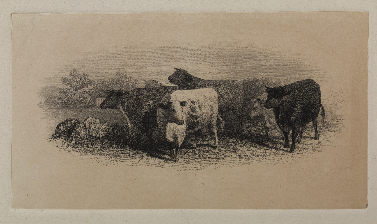 [Cows]