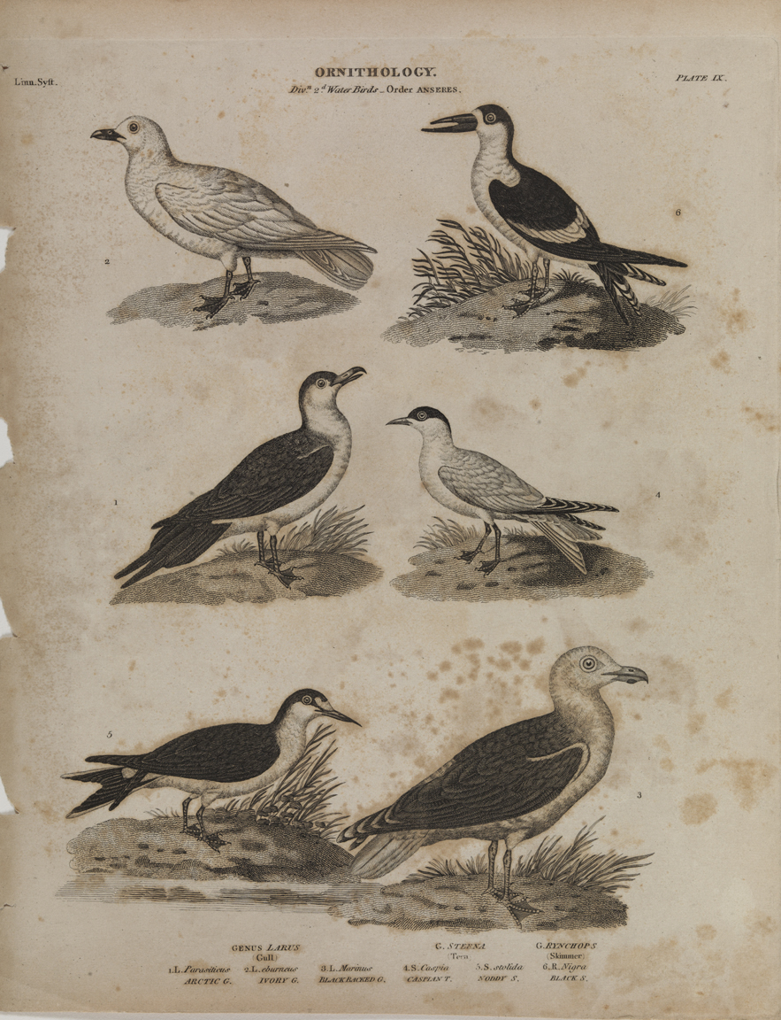 Ornithology: Water Birds