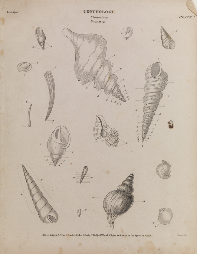 Conchology [ I ]