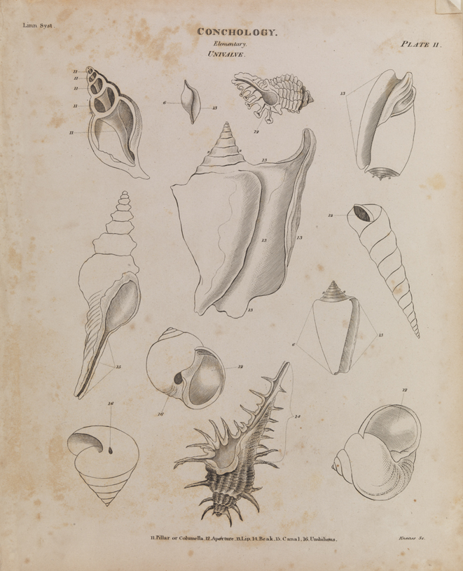 Conchology [ II ]