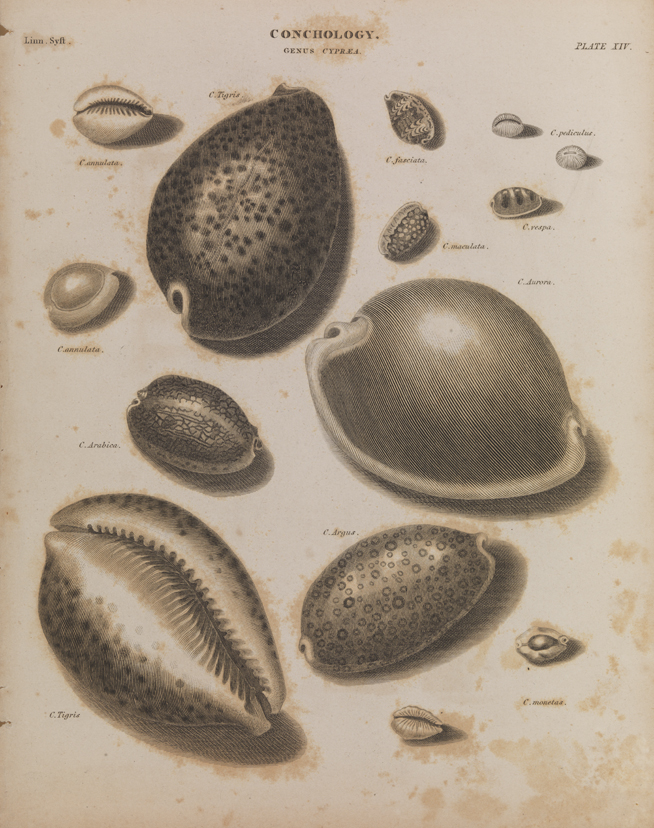 Conchology [ XIV ]