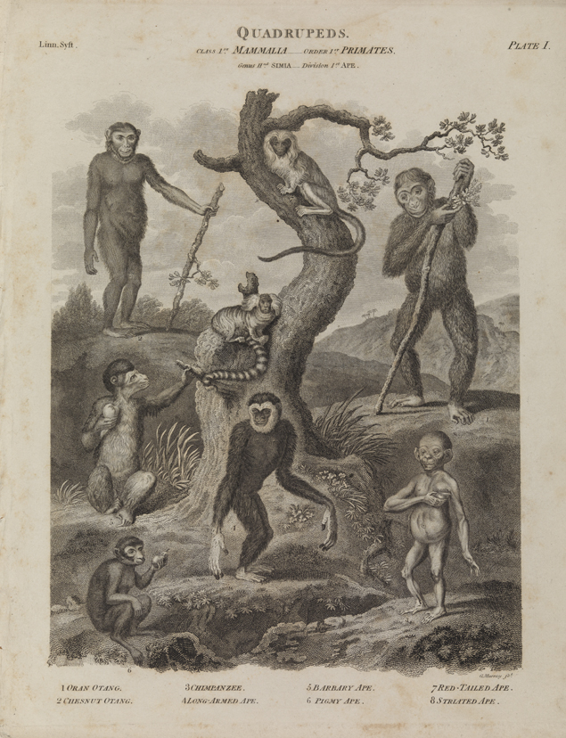 Quadrupeds: Primates