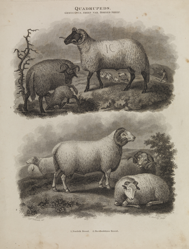 Quaddrupeds: Horned Sheep