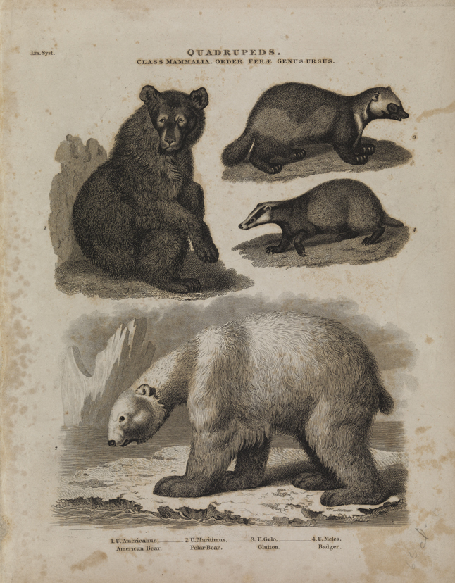 Quadrupeds: Bears