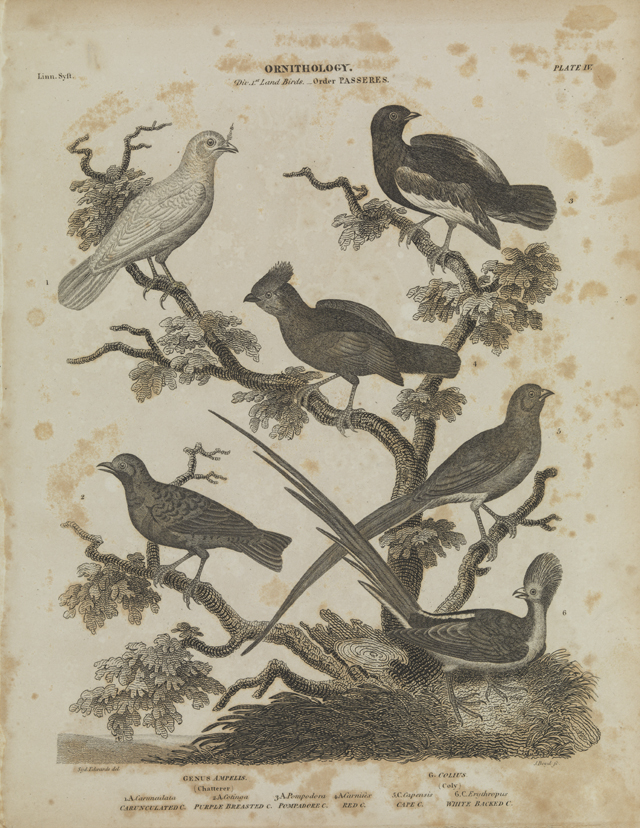 Ornithology (Chatterer/ Coly)