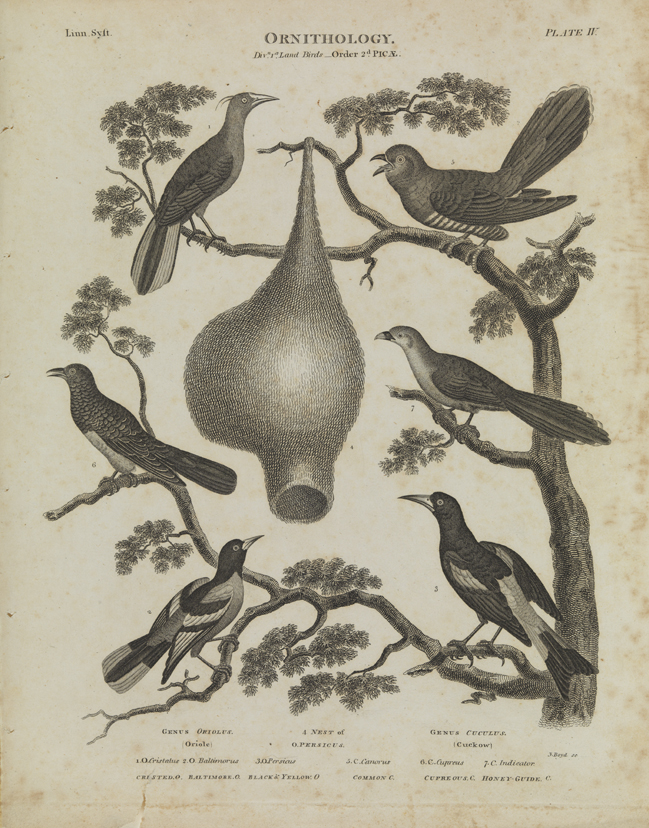 Ornithology (Oriole/Cuckow)