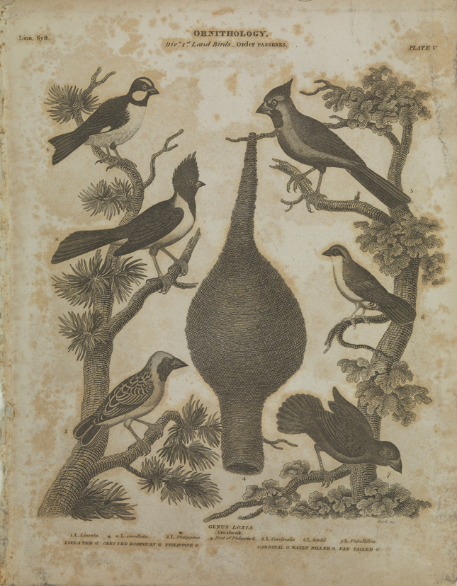 Ornithology (Grosbeak)