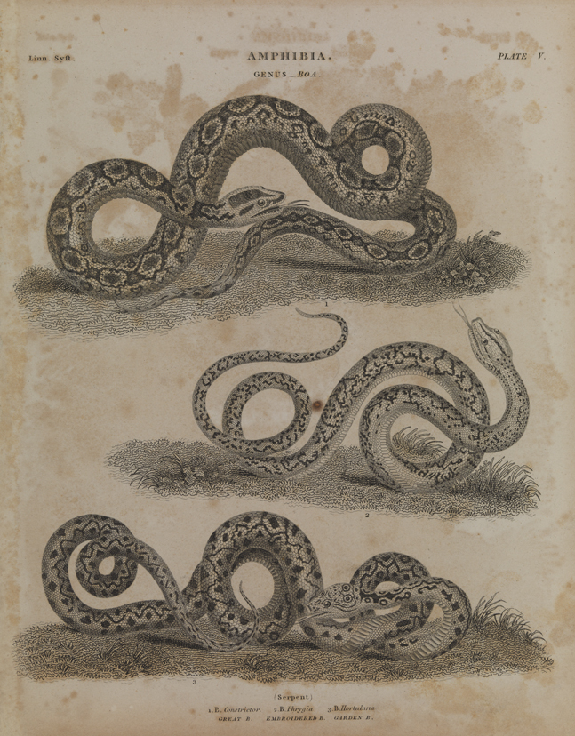 Amphibia Genus - Boa.