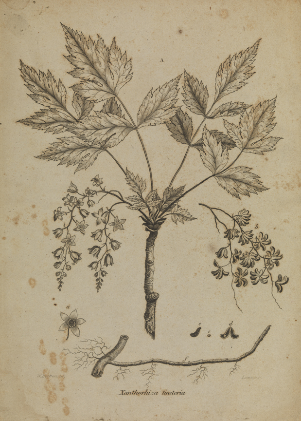 Xanthorhiza Tinctoria