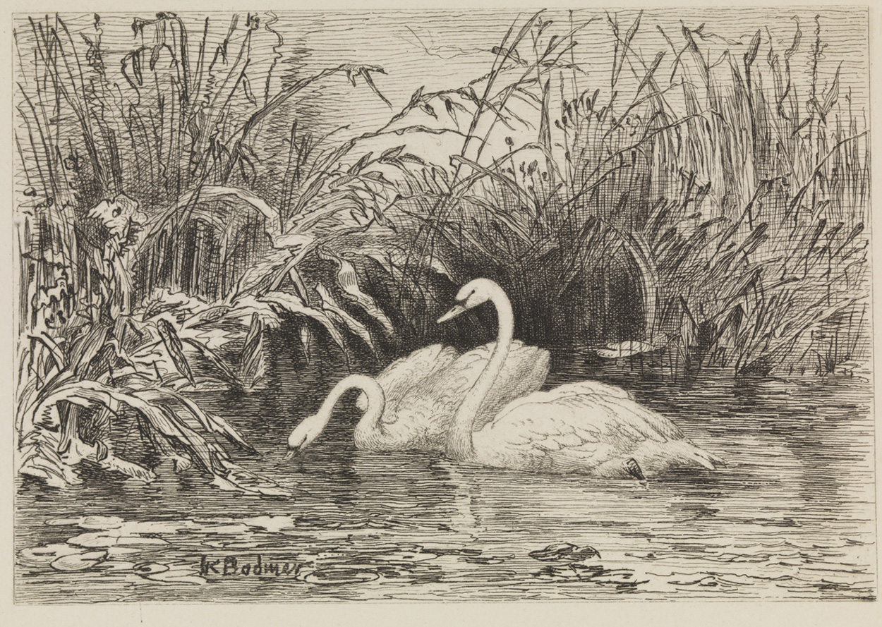 [Swans in pond]