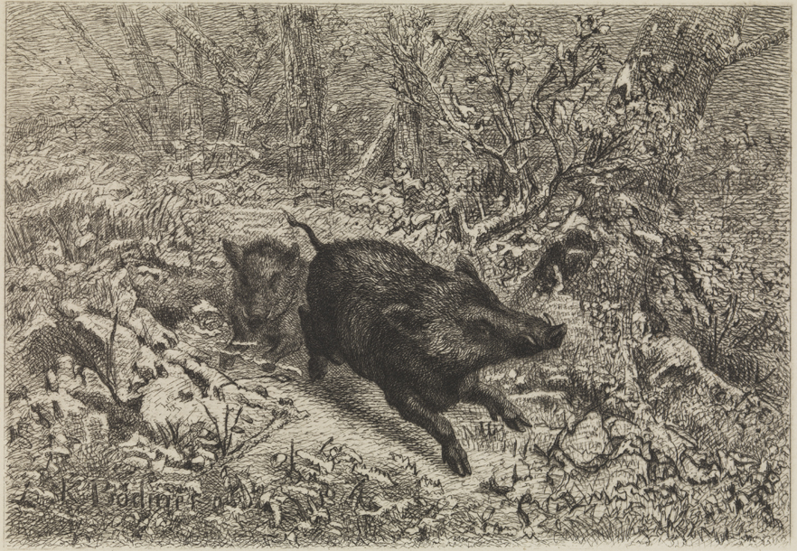 [Wild boars in forest]