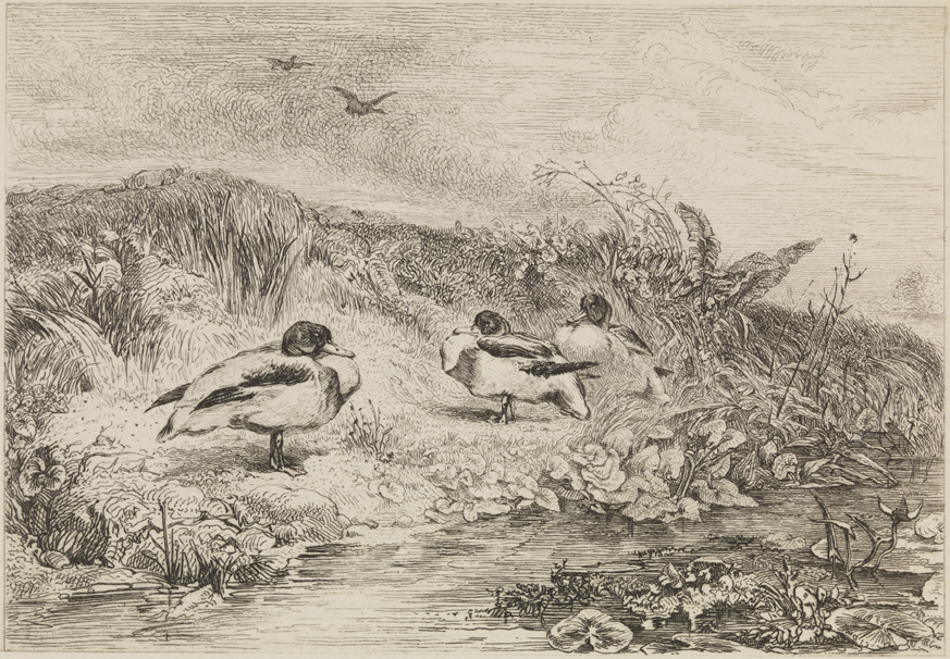 [Ducks in landscape]