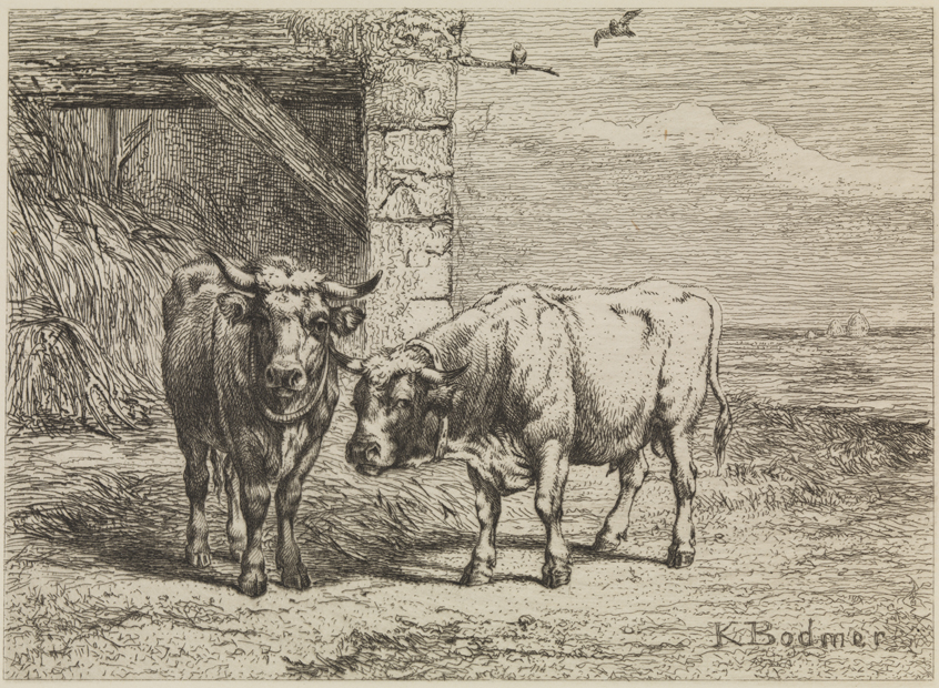 [Two bulls in farm landscape]
