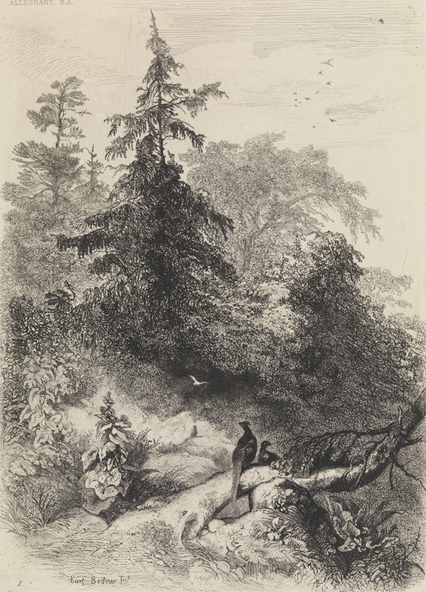 [Pheasants in forest]